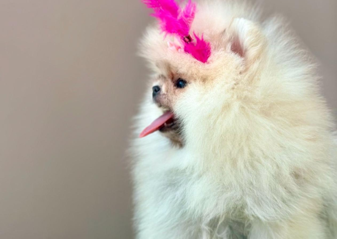 Pomeranian boo ayi surat yavrularımız